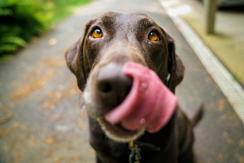 Close-up of a dog's paw being gently examined — checking between toes for redness, swelling, or foreign objects
